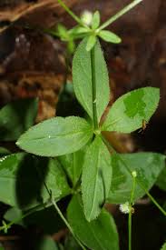 Image result for Limeum fenestratum