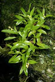 Image result for Polystachya albescens