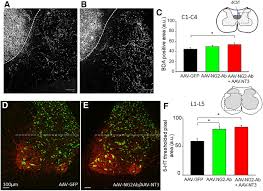 Image result for Dark Hunter Green 1996 AAV
