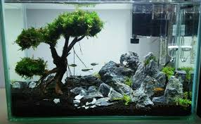 4 Inspirasi Desain Aquascape Sederhana Blog Qhomemart