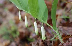 Pubescens ), which grows in the upper piedmont of northwest south carolina. True Or False Eugene Weekly