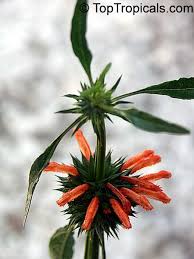 Image result for Leonotis nepetifolia