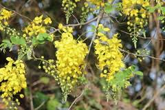 Image result for Cassia sieberiana
