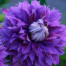 Image result for Clematis