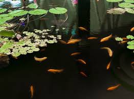 Der Perfekte Goldfischteich Zooroyal Magazin Goldfischteich Goldfische Im Teich Teich