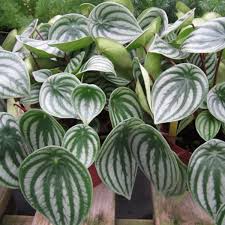 Image result for Peperomia molleri