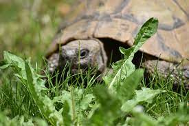 Suchen sie nach schildkröten oder inserieren sie einfach und kostenlos ihre anzeigen. Schildkrote Im Garten Halten So Fuhlen Sie Sich Rundum Wohl