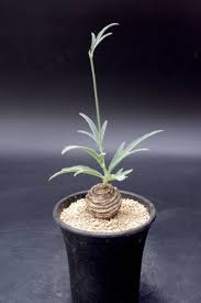 Image result for Trochomeria polymorpha