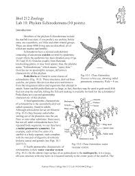 Biol 212 Zoology Lab 10 Phylum Echinodermata