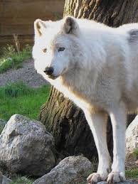 arctic wolf wolf dog arctic wolf wolf pictures