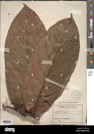Image result for Diospyros gabunensis