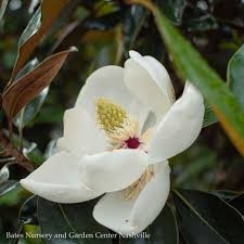 Magnolia spring flowers nature bloom pink flower plant magnolia tree magnolia blossom. T55 Magnolia Evergreen 30 Magnolia Little Gem Dwarf Southern Bates Nursery Garden Center