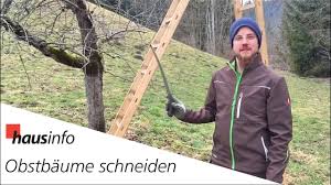 Lieber zu wenig als zu viel auslichten. Obstbaume Richtig Schneiden Hausinfo