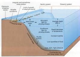 Voyage 10 Design A Critter Teaching Science Ocean Science Teaching Themes