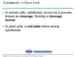 Maybe you would like to learn more about one of these? Chapter 12 The Cell Cycle Overview The Key