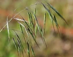 Image result for Bromus  tectorum