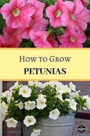 How To Grow Petunias Petunia Plant Petunias Bedding Plants