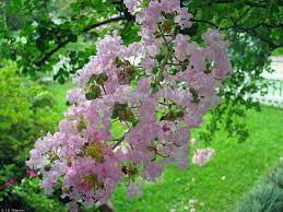 Maybe you would like to learn more about one of these? Crape Myrtle Home Garden Information Center