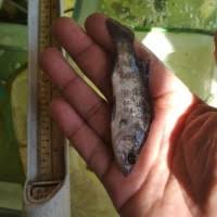 Harus di sesuaikan dengan kondisi, sehingga umpan lebih cepat. Jual Ikan Kakap Putih Harga Murah Dan Terlengkap Agromaret