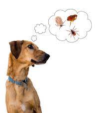 Flea Tick Seizure Risk What You Need To Know Friendship Hospital For Animals