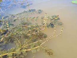 Image result for Myriophyllum spicatum