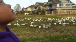 Maybe you would like to learn more about one of these? Look At All Those Chickens Gifs 12 Animated Images From That Video