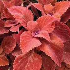 Image result for Coleus scutellarioides