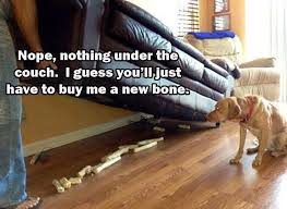 My Dog Knows How To Hide His Bones Funny Dogs Funny Animal Pictures Puppies Funny