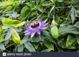 In north america, the passionflower is known as maypop. Passion Flower Vine Passiflora Incarnata Showing Flowers Flower Buds And Fruit Also Called Maypop Purple Passionflower True Passionflower Wil Stock Photo Alamy