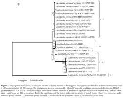 Identification Of Lactobacillus Plantarum Lactobacillus