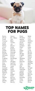 Black And White Names For Dogs Male The 120 Most Popular Pug Names Of 2019 Pet Names For Dogs Pug Puppies Baby Pugs