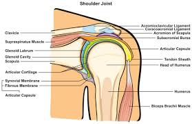 Image result for Shoulder Subluxation