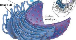 Structure of rough endoplasmic reticulum in animal cell. Animals For Animal Cell Rough Endoplasmic Reticulum Animal Cell Cell Structure Plant Cell Structure