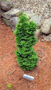 See more ideas about shrubs, dwarf shrubs, garden shrubs. Thuja Occidentalis Spirals Lovely Dwarf Variety With Interesting Foliage Shrubs For Landscaping Organic Plants Foundation Plants