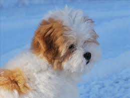 this beauty is from michigan s cotons of adam s eden coton de tulear breeder of integrity dedicated to producing coton de tulear coton de tulear dogs puppies