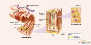 Ssmall Intestine Function In Digestive System Small Intestine Human Digestive System Digestive Disease