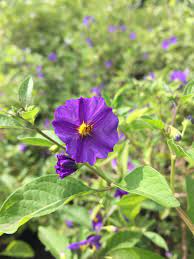 The region is home to plant species, birds and mammals, many of which are endemic, meaning that they exist nowhere else on earth. Potato Bush Solanum Rantonetti Life Is A Garden