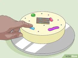 We did not find results for: 4 Ways To Make A Model Cell Wikihow