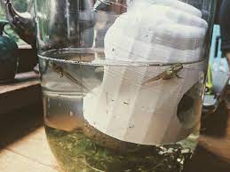 It's too full of chemicals that can harm tadpoles. Raising Tadpoles Kitchen Science Projects Rosie Research