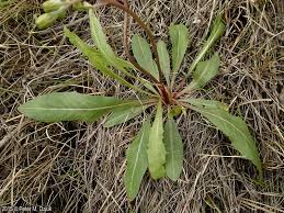 Image result for Crepis