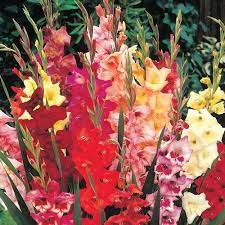 To Put In Front Of The Lemon Grass Or Citronella Grass Gladiolus Lemongrass Plant Bulb Flowers