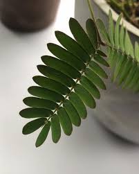 Image result for Mimosa pudica