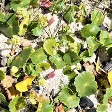 Image result for Hydrocotyle bonariensis