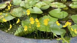 Image result for Utricularia gibba