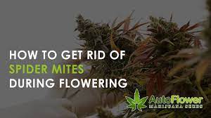 Best way to get rid of spider mites during flowering. Spider Mites Late Into Flowering Autoflower Mj Seeds