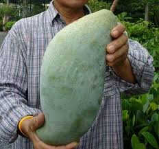 Akan tetapi apabila mengungkapkan perkataan buah mangga. Jual Tanaman Mangga Mahatir Malaysia 110cm Di Lapak Desa Bunga Sidomulyo Bukalapak