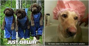 27 Funny Animal Memes That Are Sure To Brighten Your Day Image in tumblr collection by •emily j. 27 funny animal memes that are sure to