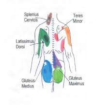 neck to buttocks front and rear trigger point chart 1