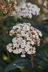 Get directions, reviews and information for oakland nursery in columbus, oh. Prague Viburnum Viburnum X Pragense At Oakland Nurseries Inc Viburnum Plants Luxury Garden