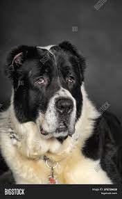 The central asian shepherd dog is a big, strong, and independent dog breed. Beautiful Black White Image Photo Free Trial Bigstock